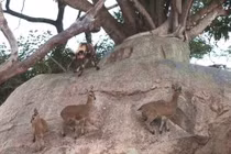 Bị đàn chó hoang vây giết, linh dương vẫn sống sót thần kì