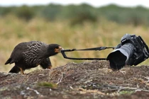 Chú chim láu cá âm mưu “đánh cắp” máy ảnh của nhiếp ảnh gia 