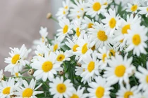 3 con giáp có vận may, ước mơ phát tài thành hiện thực