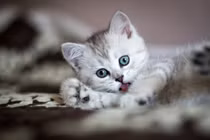 Sau 20 ngày nữa, 3 con giáp được Phật độ, đánh đâu thắng đó