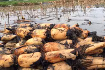 Củ sen - Loại củ bán sang Hàn Quốc quý như nhân sâm