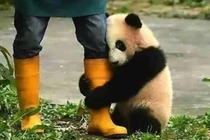 Bất ngời lý do gấu trúc thích ôm đùi người nuôi