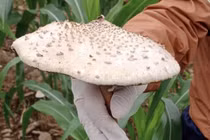 Gia đình 8 người nhập viện nghi bị ngộ độc nấm