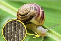 Tại sao ốc sên là sinh vật có răng nhiều nhất?