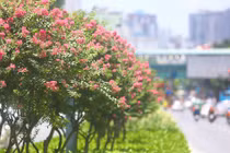 Đường hoa tường vi nở rộ, khoe sắc giữa phố Hà Nội