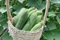 Sai lầm khi kết hợp quả dưa chuột với một số thực phẩm 