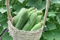 Sai lầm khi kết hợp quả dưa chuột với một số thực phẩm 