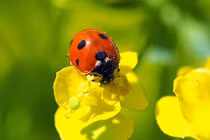 Tháng 5 Âm lịch, 3 con giáp đón vận đào hoa, nhận nhiều tài lộc