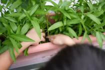 Cách trồng rau muống bằng cành lớn nhanh như thổi