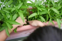 Cách trồng rau muống bằng cành lớn nhanh như thổi