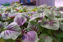 Những thực phẩm cấm kỵ ăn chung với rau dền