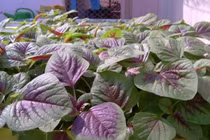 Những thực phẩm cấm kỵ ăn chung với rau dền