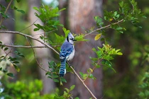 Ai sinh tháng Âm lịch này thường đụng quý nhân, gặp hung hóa cát