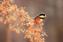 Cuối tháng 4, 4 con giáp không còn lo lắng về tiền bạc