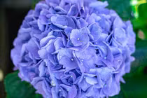 Quý cô sinh ngày Âm lịch này mang số vượng phu, sung túc