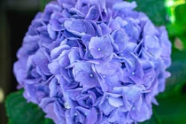 Quý cô sinh ngày Âm lịch này mang số vượng phu, sung túc