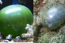 Loài sinh vật đơn bào lớn nhất thế giới: Y hệt nhãn cầu mắt người