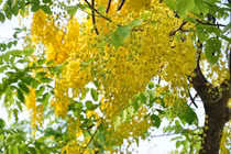 3 con giáp nữ số định sẵn giàu sang, chồng yêu, con hiếu thảo