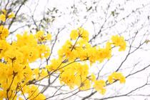 Hàng cây hoa vàng rực rỡ giữa mùa Xuân Hà Nội
