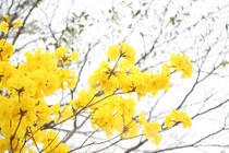 Hàng cây hoa vàng rực rỡ giữa mùa Xuân Hà Nội