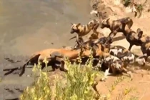 Video: Cuộc giết chóc man rợ của bầy chó hoang 