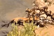 Video: Cuộc giết chóc man rợ của bầy chó hoang 