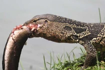 Kỳ đà "ngụp lặn" dưới nước săn cá lóc 