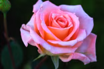 Nửa cuối tháng 4 Âm lịch, 3 con giáp rủng rỉnh tiền tiêu