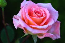 Nửa cuối tháng 4 Âm lịch, 3 con giáp rủng rỉnh tiền tiêu