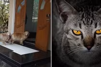 Các cụ dạy: 'Chó đến nhà thì phú, mèo đến thì nhà có tang'