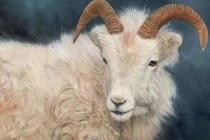 Nhà có 4 con giáp này nửa cuối năm 2022 tiền tài viên mãn