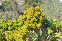 "Trong nhà có 3 cây cảnh, phú quý, phúc lộc theo về"