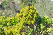 "Trong nhà có 3 cây cảnh, phú quý, phúc lộc theo về"