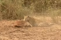 Báo hoa mai tóm gọn linh dương Impala trong "chớp mắt" 