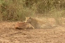 Báo hoa mai tóm gọn linh dương Impala trong "chớp mắt" 