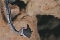 Video: Trăn treo mình trên vách đá bắt dơi 