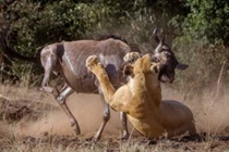 Video: Linh dương đầu bò bỏ mạng vì dám thách thức sư tử 