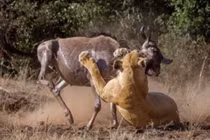 Video: Linh dương đầu bò bỏ mạng vì dám thách thức sư tử 