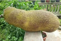 Kỳ lạ giống mít quả dài cả mét như đột biến, 2 người khiêng 