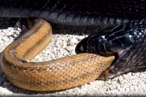 Video: Rắn Indigo nuốt sống rắn chuột trong chớp mắt