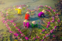 Ảnh đẹp mùa thu hoạch bông súng ở Mộc Hóa, Long An