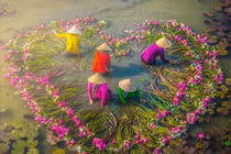 Ảnh đẹp mùa thu hoạch bông súng ở Mộc Hóa, Long An