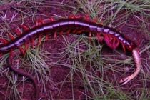 Video: Rết khổng lồ “xử đẹp” rắn trong chớp mắt 