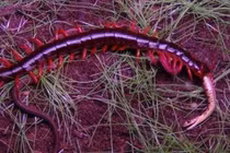 Video: Rết khổng lồ “xử đẹp” rắn trong chớp mắt 