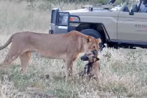 Video: "Giả chết như thật", chó hoang thoát nanh vuốt của sư tử