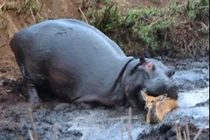 Video: Rợn người nhìn cảnh hà mã tàn sát linh dương 