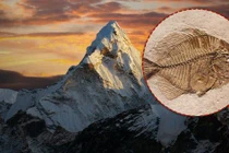 Tại sao trên dãy Himalaya lại có hóa thạch của loài cá?