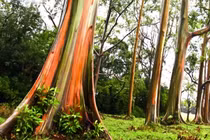 Giống bạch đàn kỳ lạ nhất thế giới, màu 7 sắc cầu vồng
