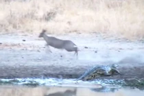 Linh dương Antilope thoát chết trước hàm cá sấu