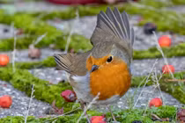 Đầu năm 2023, 3 con giáp tránh được xui xẻo, sự nghiệp thăng hoa